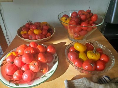 Tomatoes, ripening for canning, 11-24-23.jpg