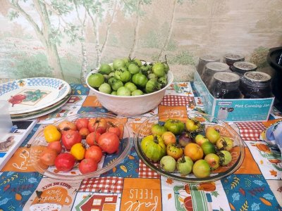 Tomatoes, whats left, 11-25-23.jpg