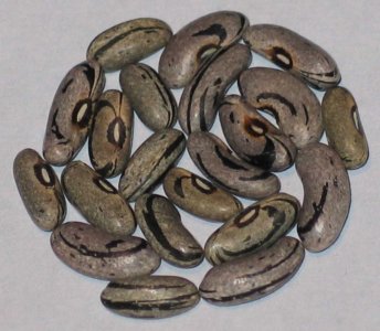 Tennessee Wonder.jpg