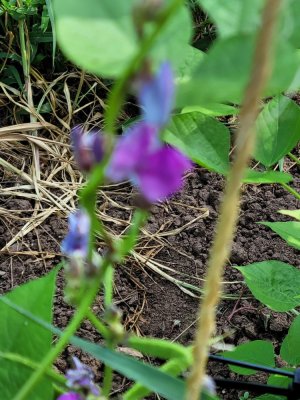 20230807_101801.jpg 20230807_101801.jpg