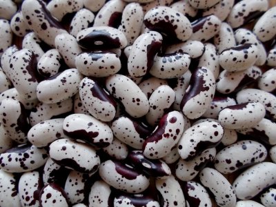 Dakota Bumble 1 2.jpg