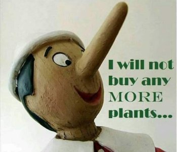 pinocchio plants.jpg