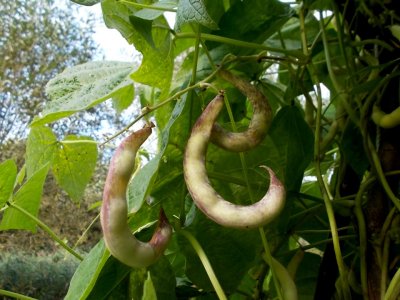 Rassacher Kipfler 3.jpg