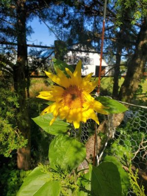 Sunflower volunteer#2, 10-11-23.jpg