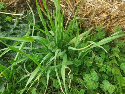 garlic2, 03-15-24.jpg