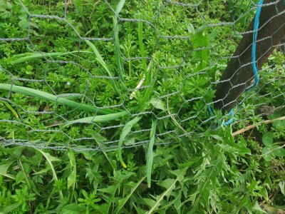 garlic4, 03-15-24.jpg