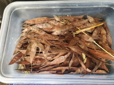 Redbud seed pods, collected November, 2023.jpg