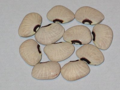 Purple Eye.jpg Purple Eye.jpg