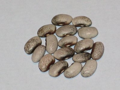 PBXT - Light.jpg PBXT - Light.jpg