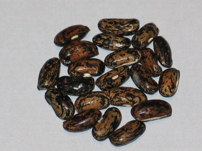 Kishwaukee yellow.jpg Kishwaukee yellow.jpg