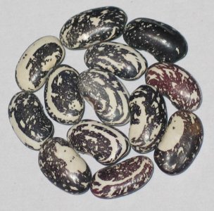 Soissons Outcross.jpg Soissons Outcross.jpg