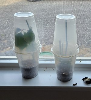 20240416_184134.jpg 20240416_184134.jpg