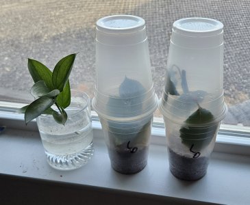 20240416_184137.jpg 20240416_184137.jpg