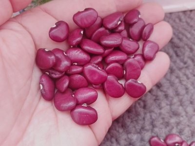 Red Bush Lima.jpg Red Bush Lima.jpg