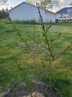 Peach tree, 04-19-24, #1.jpg