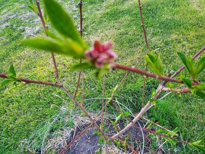 Peach tree, 04-19-24, #2.jpg