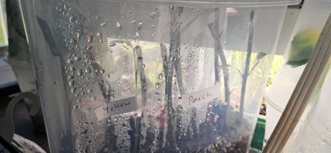 20240424_191002.jpg 20240424_191002.jpg