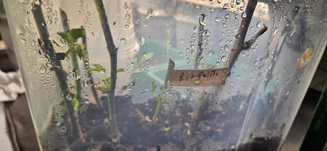 20240424_190958.jpg 20240424_190958.jpg