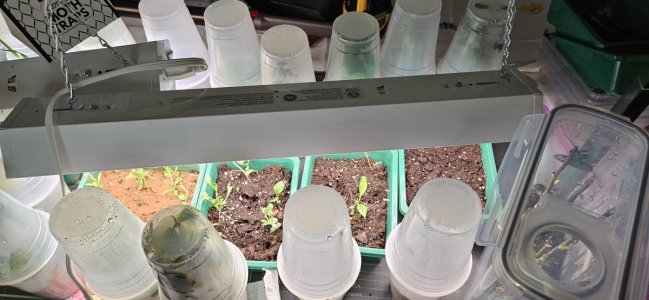 20240424_190953.jpg 20240424_190953.jpg