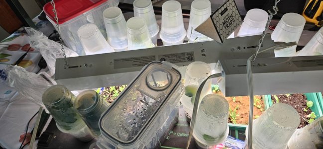 20240424_190949.jpg 20240424_190949.jpg