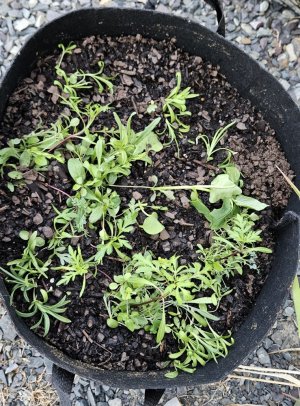 20240424_192045.jpg 20240424_192045.jpg