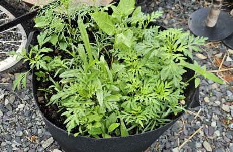 20240508_104600.jpg 20240508_104600.jpg