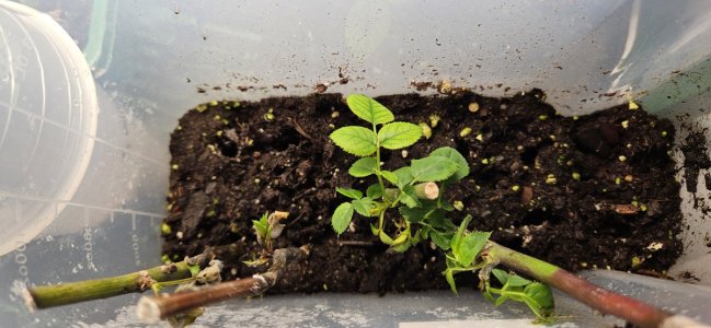 20240508_121223.jpg 20240508_121223.jpg