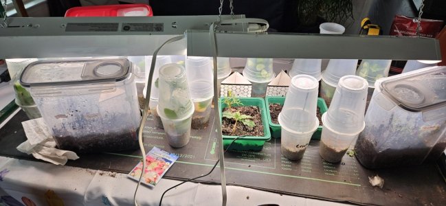 20240508_121217.jpg 20240508_121217.jpg