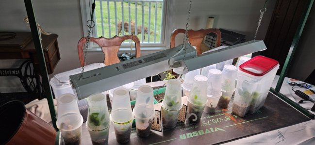 20240508_121205.jpg 20240508_121205.jpg