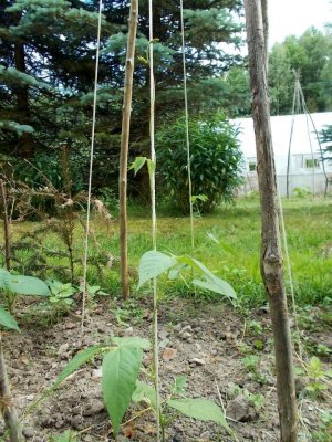 Tuvagliedda Nera.jpg