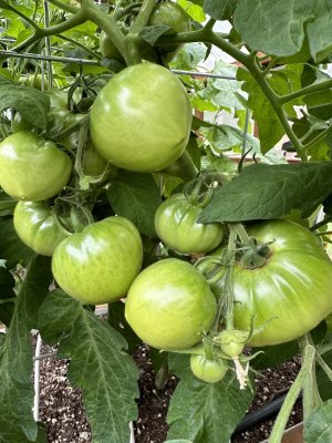 IMG_2756.jpeg