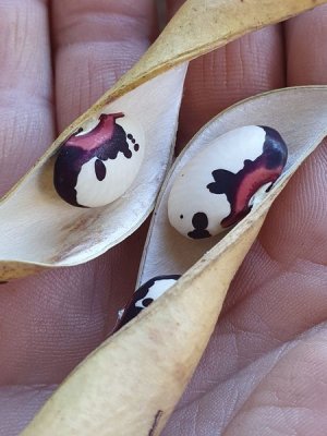 Brazilian Bean #1.jpg