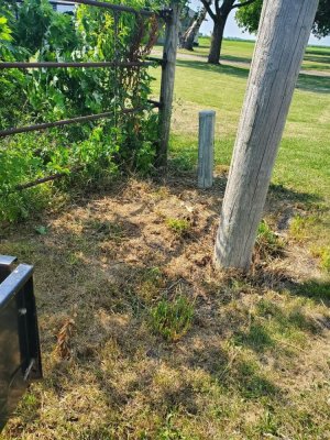 Section, cleaned up and poisoned, 06-14-24.jpg