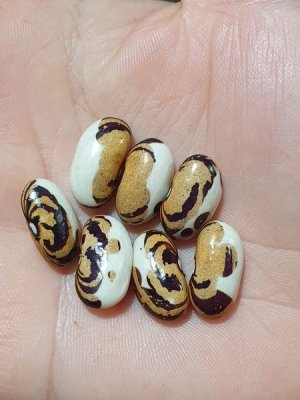 Brazilian Bean #2.jpg