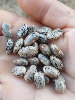 Brazilian Bean #3.jpg