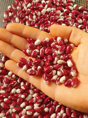 Brazilian Bean #4.jpg Brazilian Bean #4.jpg