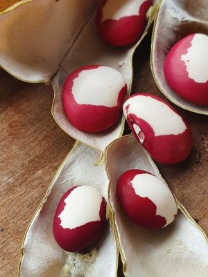 Brazilian Bean #5.jpg Brazilian Bean #5.jpg