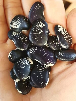 Brazilian Bean #6.jpg