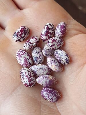 Brazilian Bean #7.jpg