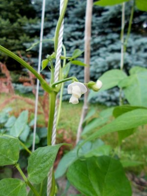 Rosso del Cadore.jpg