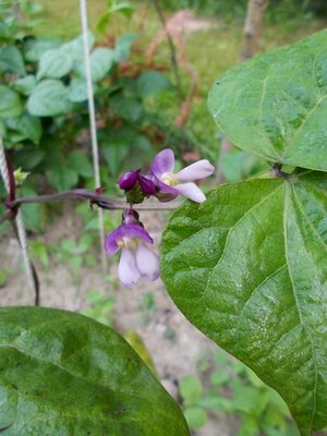 Lengua de Lobo 1.jpg