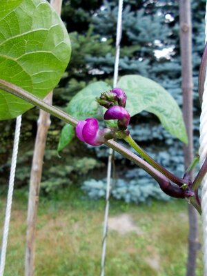 Lengua de Lobo 2.jpg