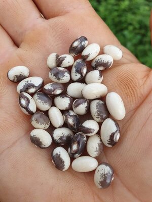 Brazilian Bean #8.jpg