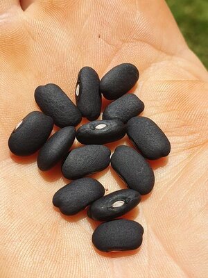 Brazilian Bean #9.jpg