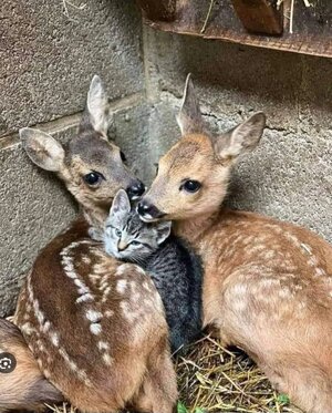 Screenshot_20240703_190631_Chrome.jpg Screenshot_20240703_190631_Chrome.jpg