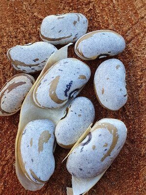 Brazilian Bean #11.jpg