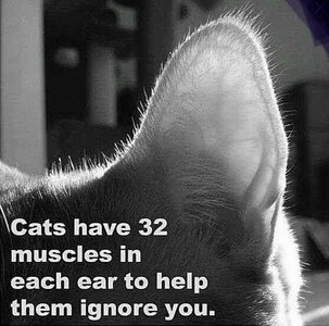 Screenshot_20240707_035335_Chrome.jpg Screenshot_20240707_035335_Chrome.jpg