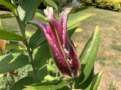 IMG_2227.jpeg IMG_2227.jpeg