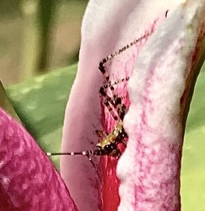 IMG_2232.jpeg IMG_2232.jpeg