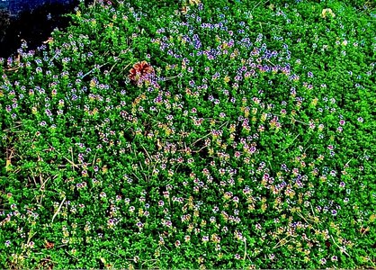 IMG_2976.jpeg IMG_2976.jpeg